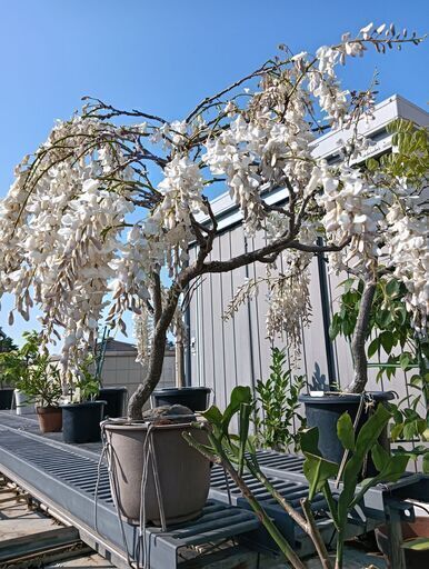 亡き祖父の樹齢数十年の藤の盆栽    本日中に引き取り希望。