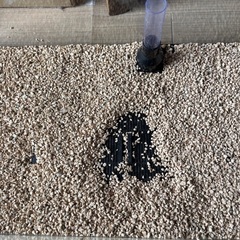 60センチ水槽①の画像