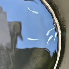 みゆきメダカ5匹の画像