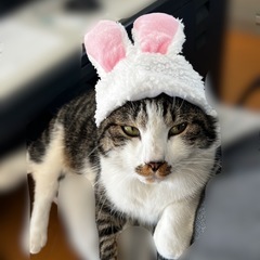 猫 うさ耳 の画像