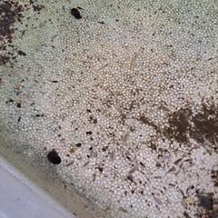 メダカお譲りしますの画像