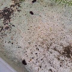 メダカお譲りしますの画像