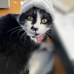 猫 うさ耳 小型犬 ペット用の画像