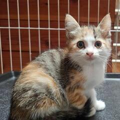 【里親候補決定】【保護子猫】生後2か月くらいの三毛猫の女の子