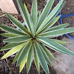 観葉植物
の画像