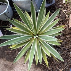 観葉植物
の画像