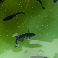 【メダカ】ヒレ長ﾌﾞﾗｯｸﾀﾞｲﾔ10匹の画像