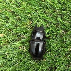 スマトラオオヒラタクワガタ成虫ペアの画像