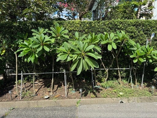 最終プルメリアまとめて8本おまけあり他にも出品中