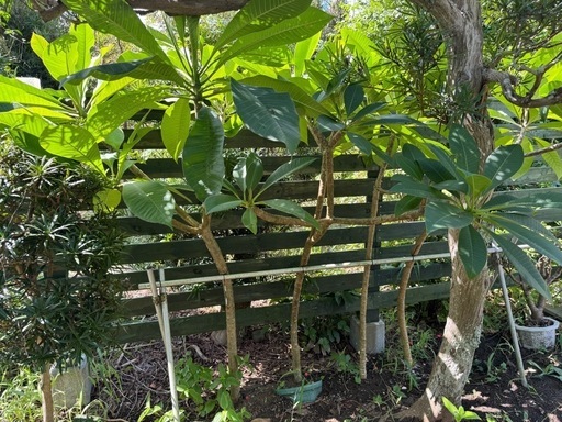 最終プルメリアまとめて8本おまけあり他にも出品中