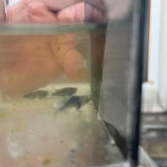 ブルネロメダカの画像