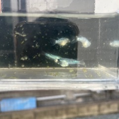 ブルネロメダカの画像