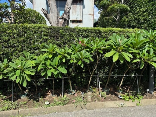 最終いちどご連絡くださいプルメリアまとめ売り8本おまけあり他にも出品中