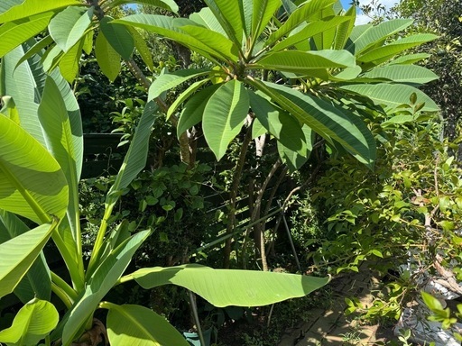 最終いちどご連絡くださいプルメリアまとめ売り8本おまけあり他にも出品中