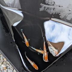  ビーンズ様血統F1　天照　紅白体外光　斑模様　アマテラス　メダカ　若魚〜成魚　5匹セットの画像
