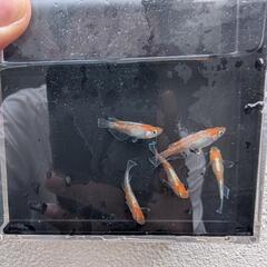  ビーンズ様血統F1　天照　紅白体外光　斑模様　アマテラス　メダカ　若魚〜成魚　5匹セットの画像