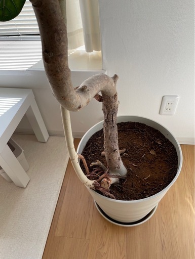 観葉植物