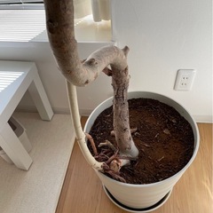 観葉植物
の画像