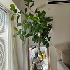 観葉植物
の画像