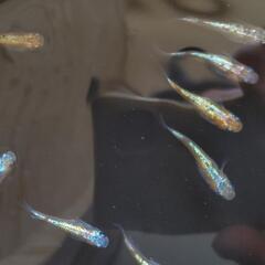 メダカ𓆛クラース𓆛1ペアの画像
