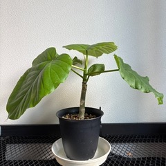 ウンベラータの画像