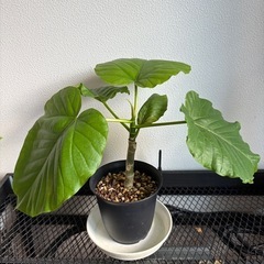 ウンベラータの画像