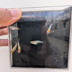  ビーンズ様血統F1　天照　紅白体外光　アマテラス　メダカ　若魚〜成魚　5匹セットの画像