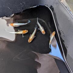  ビーンズ様血統F1　天照　紅白体外光　アマテラス　メダカ　若魚〜成魚　5匹セットの画像