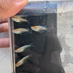  ビーンズ様血統F1　天照　紅白体外光　アマテラス　メダカ　若魚〜成魚　5匹セットの画像