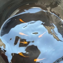 五式光体型メダカの画像