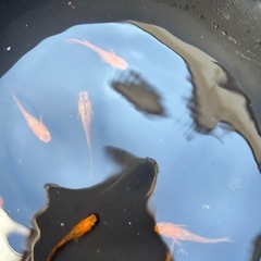 五式光体型メダカの画像