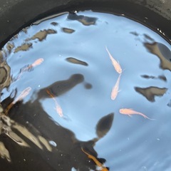五式光体型メダカの画像
