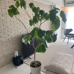 ウンベラータ(180cm
〜)観葉植物の画像