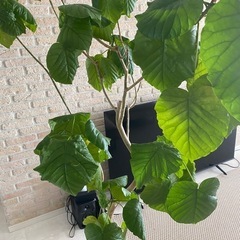 ウンベラータ(180cm
〜)観葉植物の画像