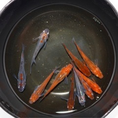 紅龍メダカ　♂4  ♀6        9/7の画像
