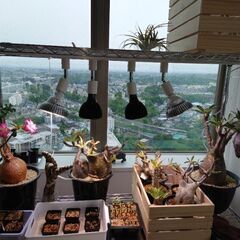 植物育成ライト、ラックの画像