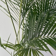 アレカヤシ　観葉植物の画像