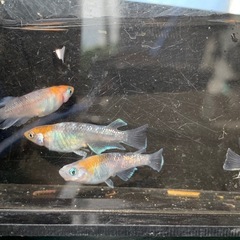 親種　シフォン　メダカ　めだかの画像