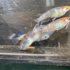 親種　シフォン　メダカ　めだかの画像