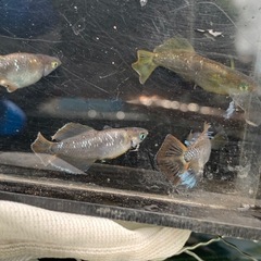 親種　フロマージュ　メダカ　めだかの画像