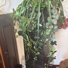 人工観葉植物の画像