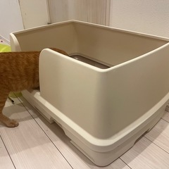 デオトイレ式の猫ちゃんのトイレ　の画像