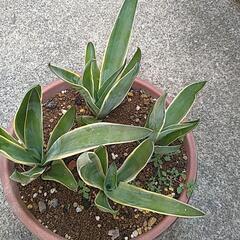 お話中　アガベ　ベネゼエラ子株の画像