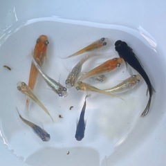 ✨華やかなメダカMIX12匹✨の画像