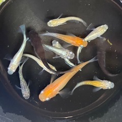 ✨華やかなメダカMIX12匹✨の画像