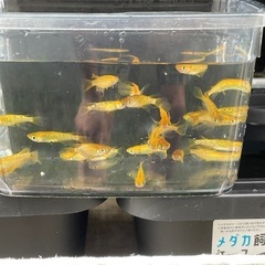レクリスメダカ　20匹以上の画像