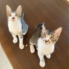 猫カフェみたいな譲渡会🐱🐾