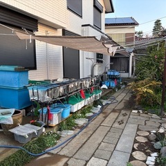 9月13日(土)・14日(日)メダカ各種②10匹500円・初心者限定の画像