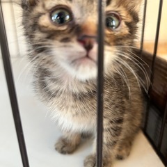 子猫　約1ヶ月