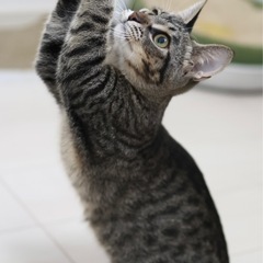 《フフ》ヘソ天ゴロゴロの甘えん坊🐈 - 北九州市